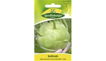 Brassica oleracea var. gongylodes 'Superschmelz'