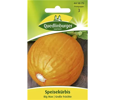 Kürbissamen 'Big Max'