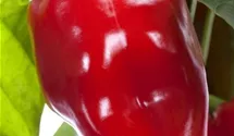 Capsicum annuum 'Bendigo F1', rot