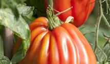 Solanum lycopersicum 'Corazon F1'