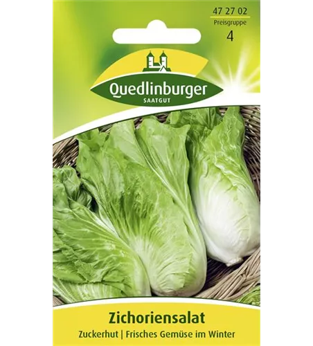 Zichoriesamen 'Zuckerhut'