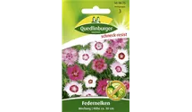 Dianthus plumarius