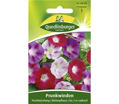 Prunkwindensamen 'Prachtmischung'