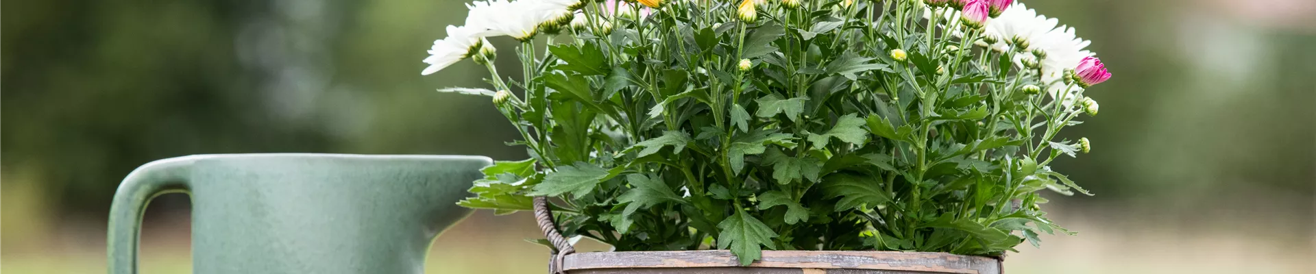 Chrysanthemum indicum 'Quatro'