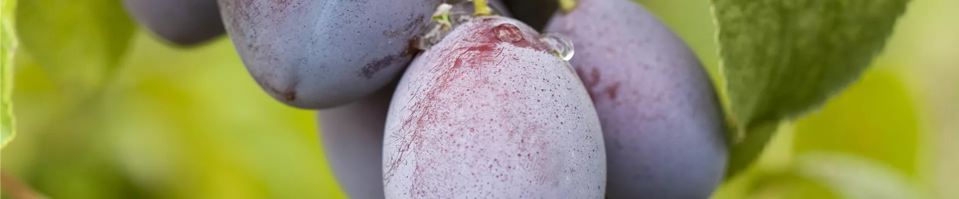 Prunus domestica subsp. domestica 'Basler Hauszwetschge'