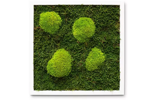fleur ami PREMIUM Moos-Bild