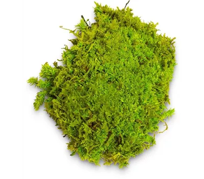 fleur ami PREMIUM BALLENMOOS