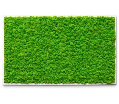 fleur ami PREMIUM Moos-Bild