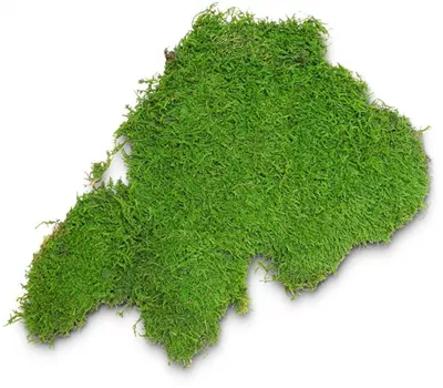 fleur ami PREMIUM FLACHMOOS