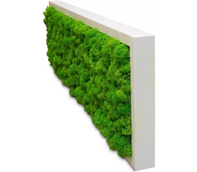 fleur ami PREMIUM Moos-Bild