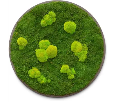 fleur ami PREMIUM Moos-Bild