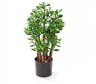 fleur ami CRASSULA OVATA Kunstpflanze