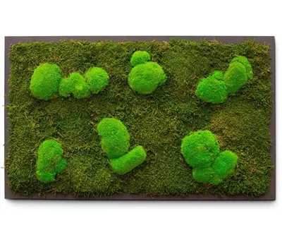 fleur ami PREMIUM Moos-Bild