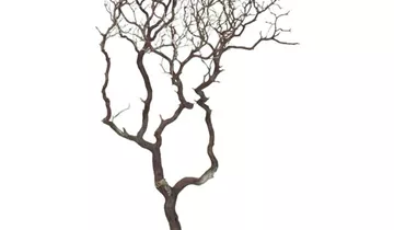 fleur ami Manzanita