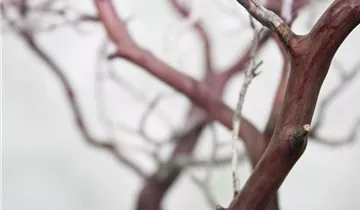 fleur ami Manzanita