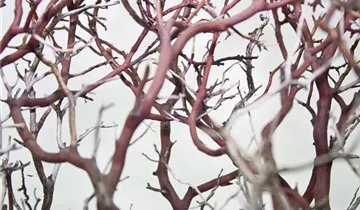 fleur ami Manzanita