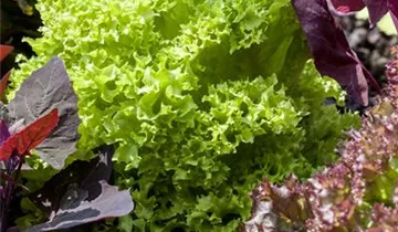 Lactuca sativa var. crispa 'Lollo bionda'