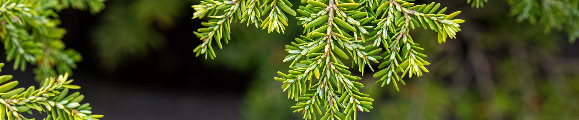 Tsuga canadensis 'Popeleski'