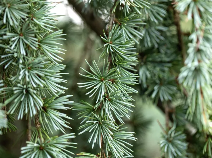 Larix kaempferi 'Blue Dwarf'