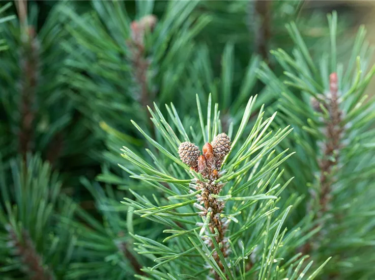 Pinus mugo 'Slavanii'