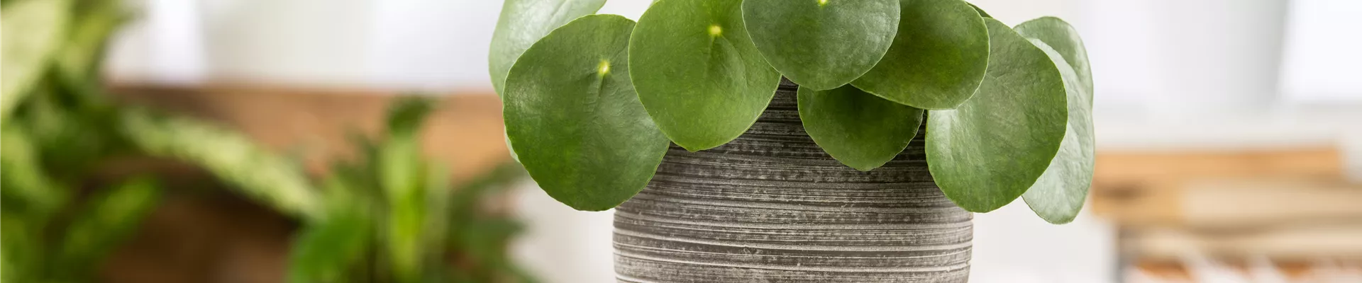 Pilea peperomioides