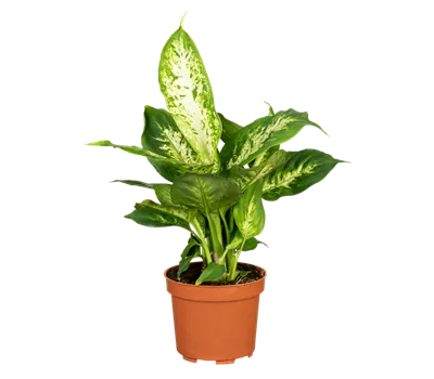 Dieffenbachie 'Compacta'