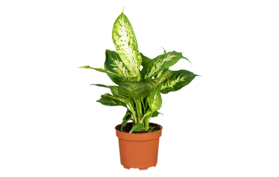 Dieffenbachie 'Compacta'