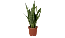 Sansevieria Zeylanica