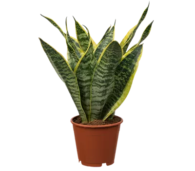 Bogenhanf 'Futura Superba'