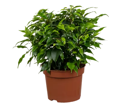 Birkenfeige 'Green Kinky'