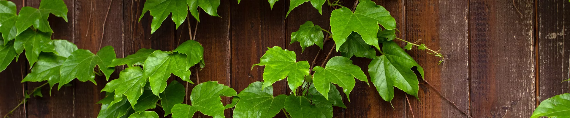 Wilder Wein an Hauswand