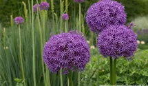 Allium macleanii 'Globemaster'