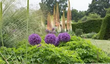 Allium macleanii 'Globemaster'
