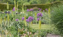 Allium macleanii 'Globemaster'