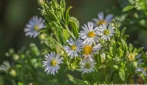 Aster ageratoides 'Ashvi'