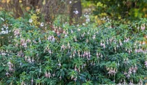 Fuchsia x cultorum 'Whiteknight's Pearl'