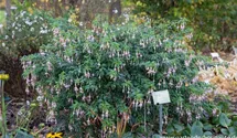 Fuchsia x cultorum 'Whiteknight's Pearl'