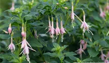 Fuchsia x cultorum 'Whiteknight's Pearl'