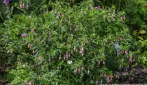 Fuchsia x cultorum 'Whiteknight's Pearl'