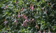 Fuchsia x cultorum 'Whiteknight's Pearl'