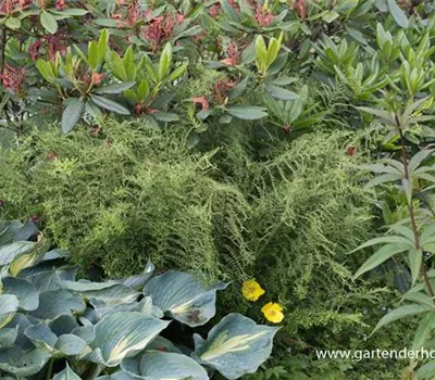 Garten-Goldschuppenfarn 'Cristata The King'