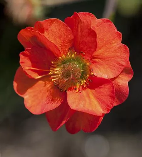 Chilenische Nelkenwurz