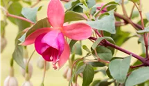 Fuchsia x cultorum 'Query'