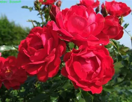 Bodendeckerrose 'Limesglut'®