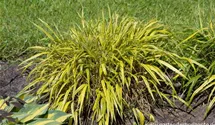 Hakonechloa macra 'Aureola'