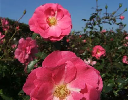 Bodendeckerrose 'Mirato'®