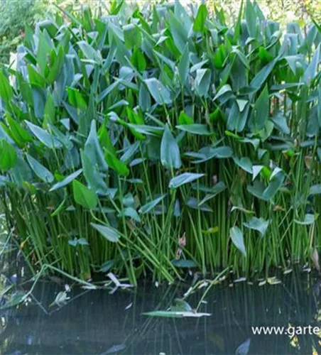 Herzblättrige Hechtkraut