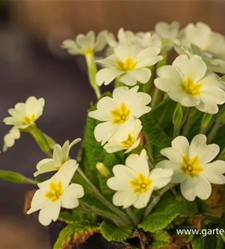 Kissen-Primel (Wildform)