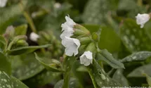 Pulmonaria officinalis 'Sissinghurst White'
