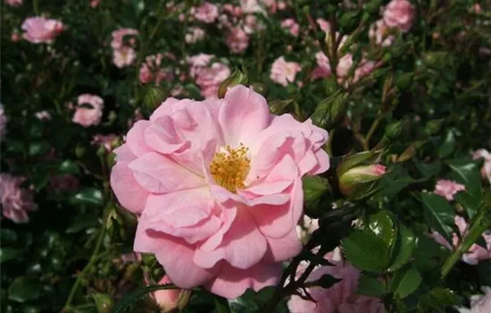 Bodendeckerrose 'Satina'®